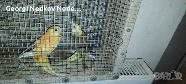 Продавам чифт пойни страки , снимка 4 - Папагали - 54114049