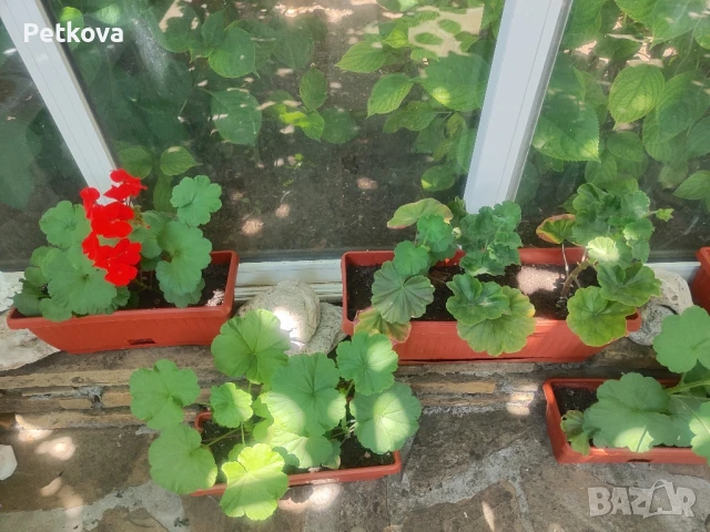 Мушкати, добре развити, снимка 3 - Стайни растения - 50809676