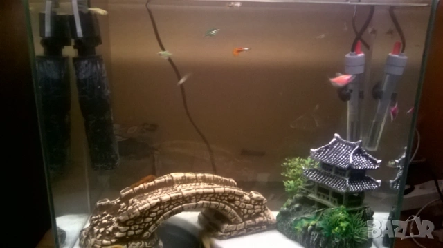 рибки гупи и анциструс