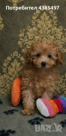 Кученца Пудел мъжко, снимка 2 - Пудели - 53232379