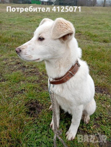 Подарявам бяло кученце, снимка 2 - Други - 53542153