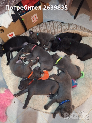 Кане корсо бебета , снимка 1