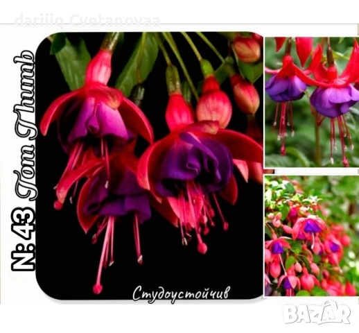 Фуксия за вашата градина , снимка 9 - Градински цветя и растения - 54220241