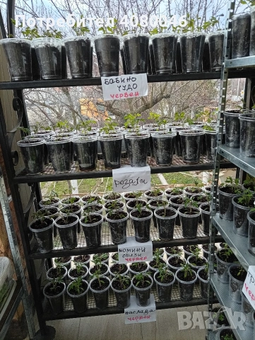 Разсад домати, краставици, тиквички, пипер, люти чушки, броколи, червено цвекло
