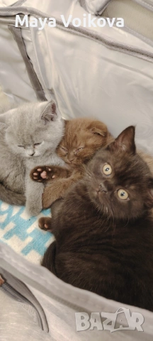 Прекрасни британчета, снимка 13 - Британска късокосместа - 52978517