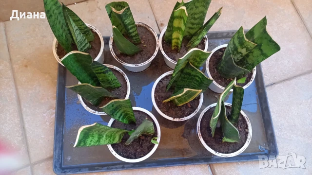 ПОСЛЕДНИ Сансевиера Трифасциата , снимка 3 - Стайни растения - 50842572