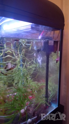 Продавам 2бр.аквариуми, снимка 8 - Аквариуми - 51190549