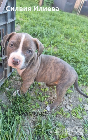 Питбули , снимка 12 - Питбул - 53865863