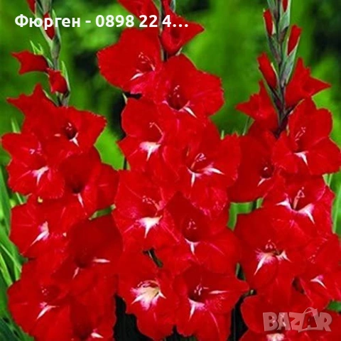 🌸 Луковици Гладиоли (Gladiolus)