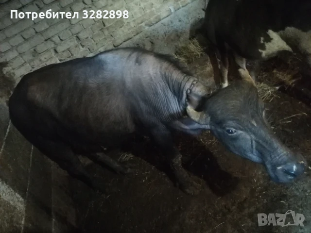 свободни телета и едно биволче , снимка 6 - Други - 51358292