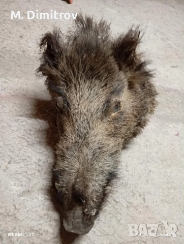 Свинска глава, снимка 2 - Прасета - 52951642