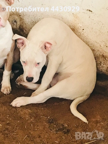 American Bully XL, снимка 2 - Други - 53135049