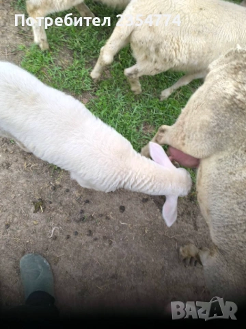 агнета, снимка 6 - Овце - 54127695