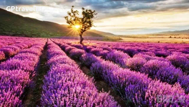 Празник на Лавандулата в Карлово, снимка 2 - Еднодневни екскурзии и почивки - 53947374