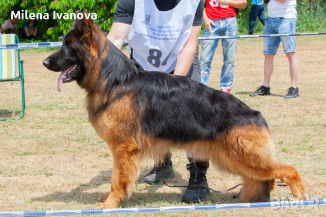 Мъжки немски овчарки с ДЪЛЪГ косъм , снимка 7 - Немска овчарка - 52844724