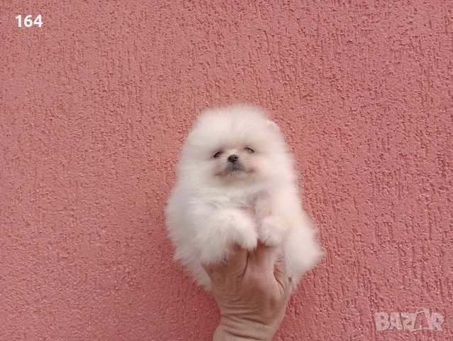 Мъжки и женски Померани. Реални снимки от 22.03.26 г. , снимка 12 - Померан - 53910902