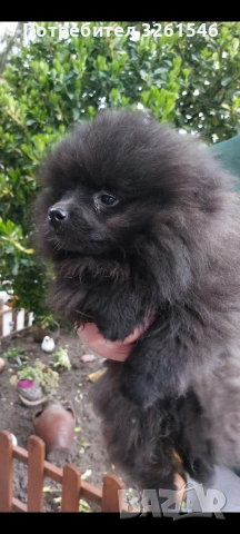Продавам мъжки померан , снимка 2 - Померан - 53936076