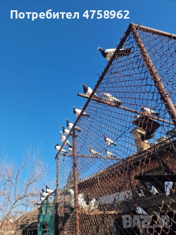 Гълъби - Пощенски, свраки и други, снимка 7 - За птици - 53757310