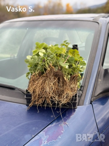 Ягоди , снимка 6 - Градински цветя и растения - 53650315