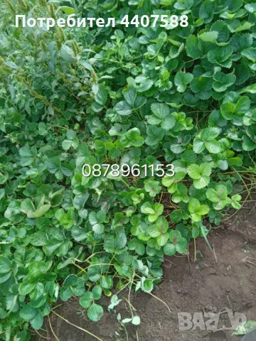 Разсад ягоди целогодишни , снимка 8 - Разсади - 49884414