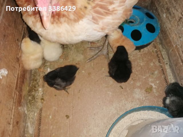 Малки токачета, яйца от токачкитици заедно с яйцата и бащите, дворни и декоративни пилета, токачки. , снимка 9 - други­ - 38853459