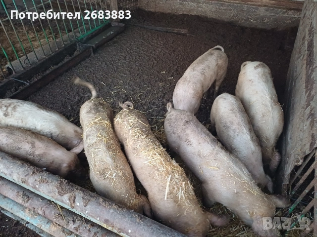 Продавам 8бр.прасета., снимка 2 - Прасета - 53801700