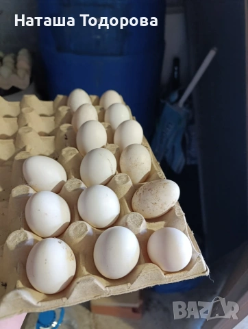 оплодени яйца от холандска носачка , снимка 3 - Кокошки и пуйки - 53837863