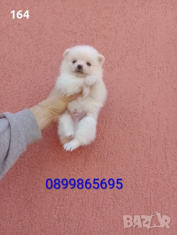 Бяло момченце. Померан., снимка 4 - Померан - 52946034