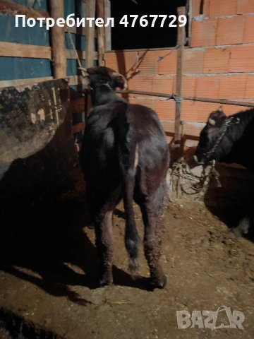 ., снимка 2 - Крави - 53867910