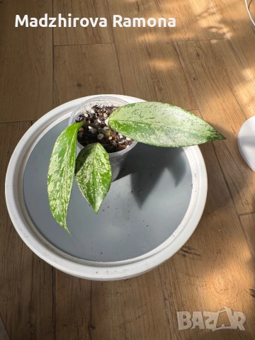 Hoya Pubicalyx pink silver ghost 