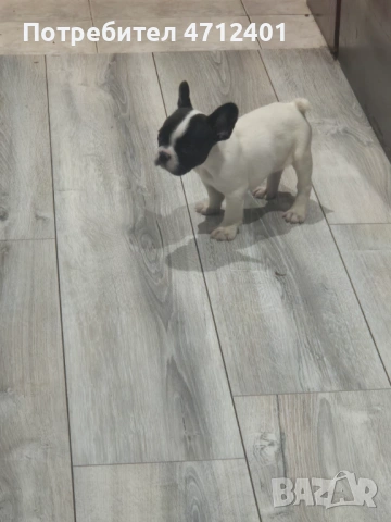 Френски булдог, снимка 8 - Френски булдог - 53140014