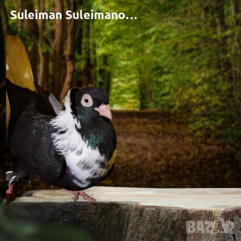 Свободен мъжки -шуменски гълъб