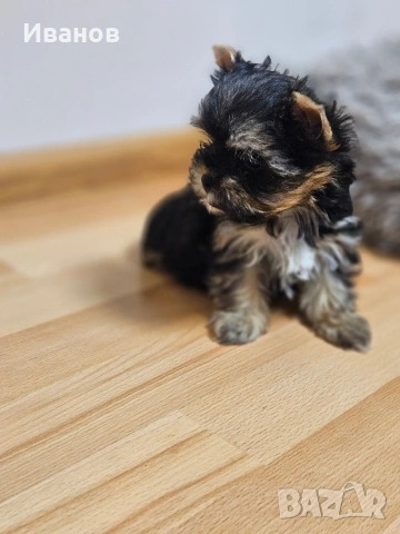 Мини момичета Йоркширски териер , снимка 6 - Йоркширски териер - 53724873