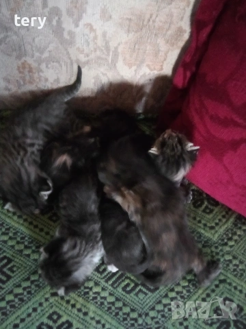 Продавам котенца полуперсийчета Варна 