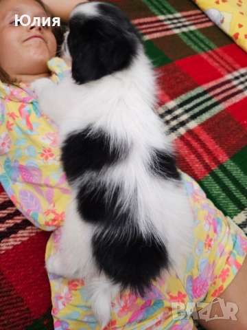 Японски хинчета