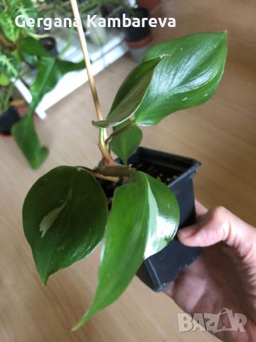 Philodendron White Knight , снимка 3 - Стайни растения - 46759226