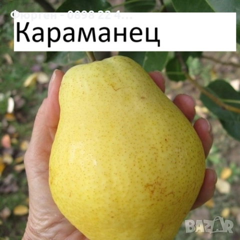   Круши – Подбрани сортове за истински ценители, снимка 3 - Разсади - 52743818