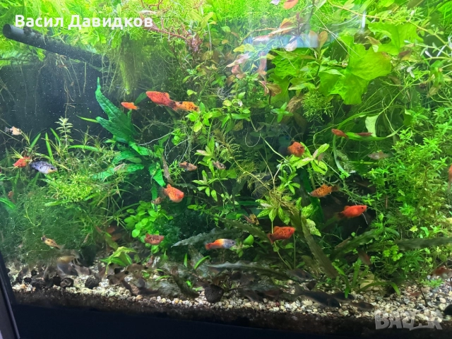 Плата , Молинезия , Гупи , Хелери , снимка 14 - Рибки - 51471426