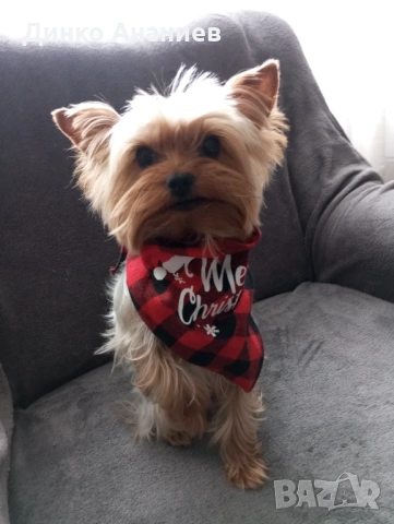 Мини Йорки  за разплод.