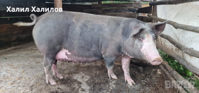 Женско прасе , снимка 1