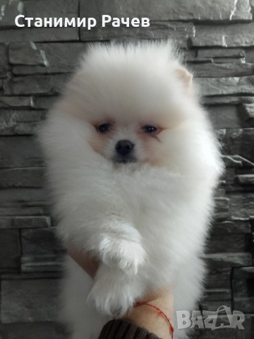 померан померани , снимка 3 - Померан - 52978097