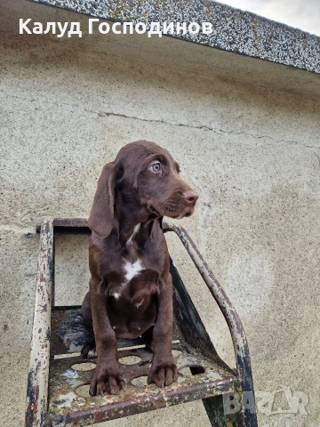 Продавам кученца, снимка 7 - Други - 53426117