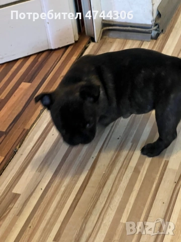 Френски булдочета (мъжки), снимка 3 - Френски булдог - 53571519