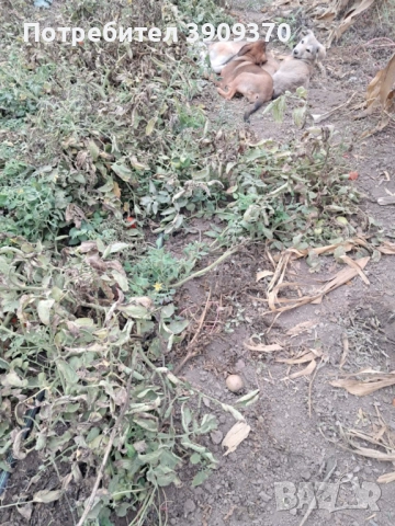 Подаряват се три принцеси, снимка 13 - Други - 52689762