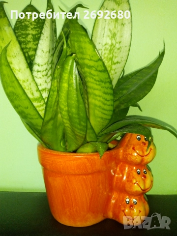 Традесканция рео,кливия,исусов венец, кротон, сансивиера,хибискус , снимка 14 - Стайни растения - 42021101