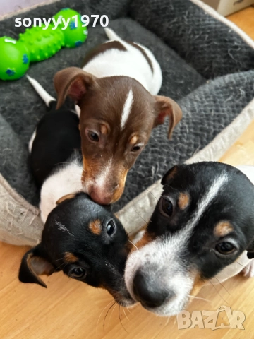 ДЖАК РЪСЕЛ ВИДИН-ЖЕНСКО КУТРЕ 250ЛВ ЗА БРОЙ 2110251434, снимка 5 - Джак ръсел териер - 52131138