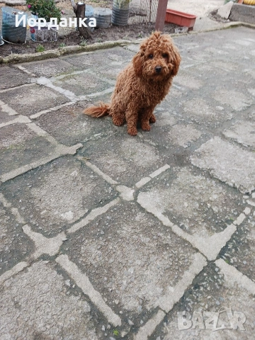 Пудел мини, снимка 3 - Пудели - 54005745