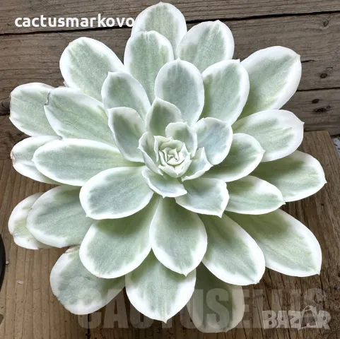 Echeveria ‘Lemon Lime’, снимка 1 - Стайни растения - 48125372