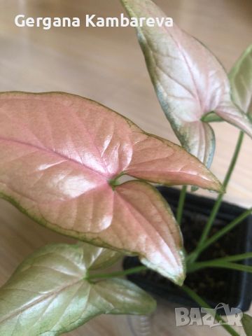 Syngonium Pink Schott , снимка 3 - Стайни растения - 45747336