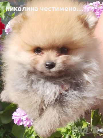 померан , снимка 1